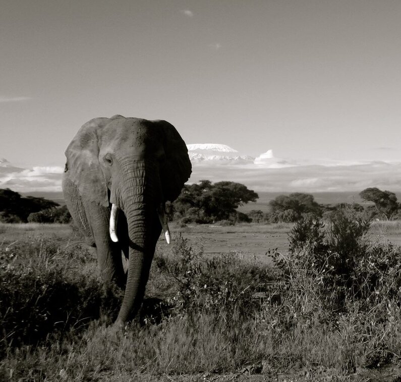 KENYA Kenia, Kenya, Amboseli, Masai Mara, Kilimandjaro, Kilimanscharo, Kilimanjaro, Elefant, Elephant